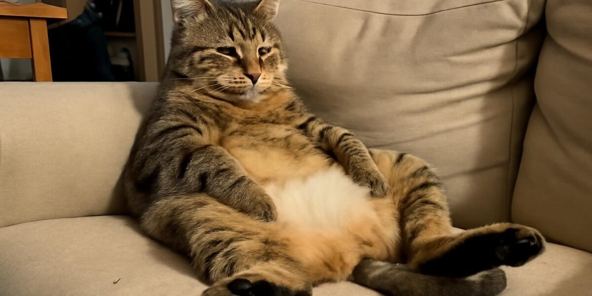 Why Is My Cat Squinting One Eye?