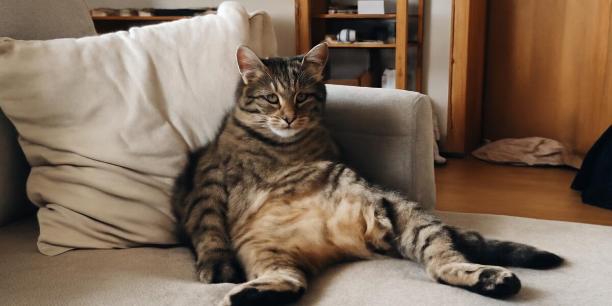 Why Is My Cat Suddenly Aggressive?