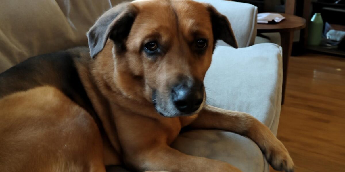 Why Is My Dog Restless and Cant Settle?